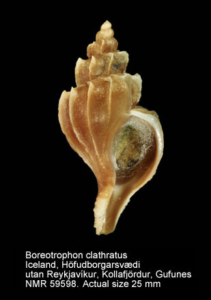 Boreotrophon clathratus (2).jpg - Boreotrophon clathratus(Linnaeus,1767)